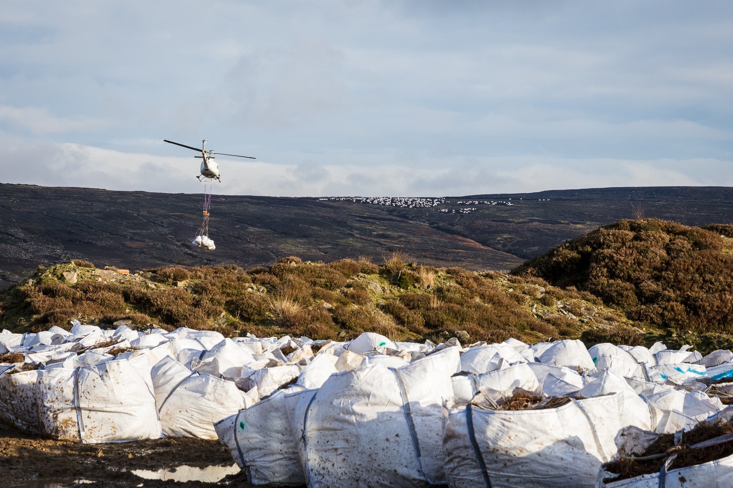 Helicopter delivering dumpy bags of heather