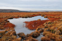 Image of the moor