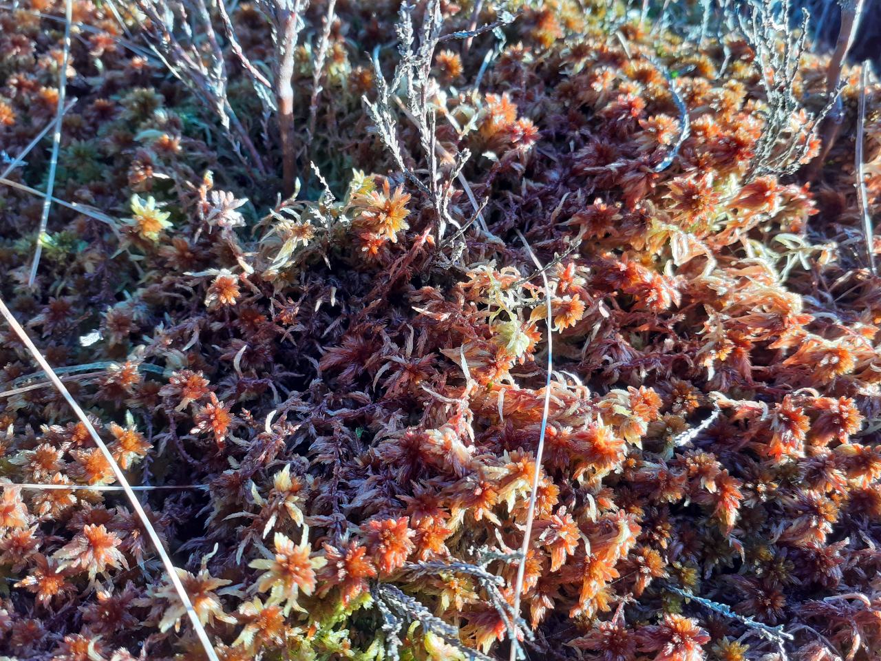 Orange sphagnum moss
