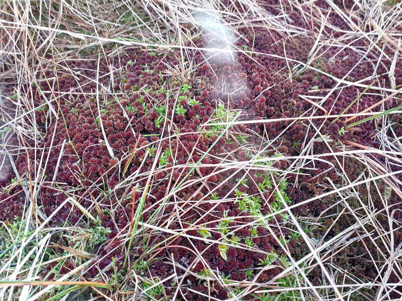 Red sphagnum moss