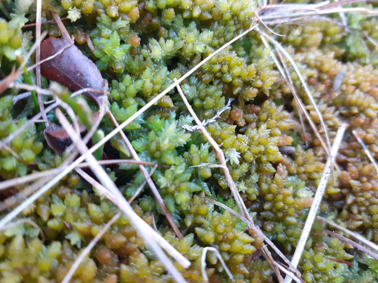 Green sphagnum moss