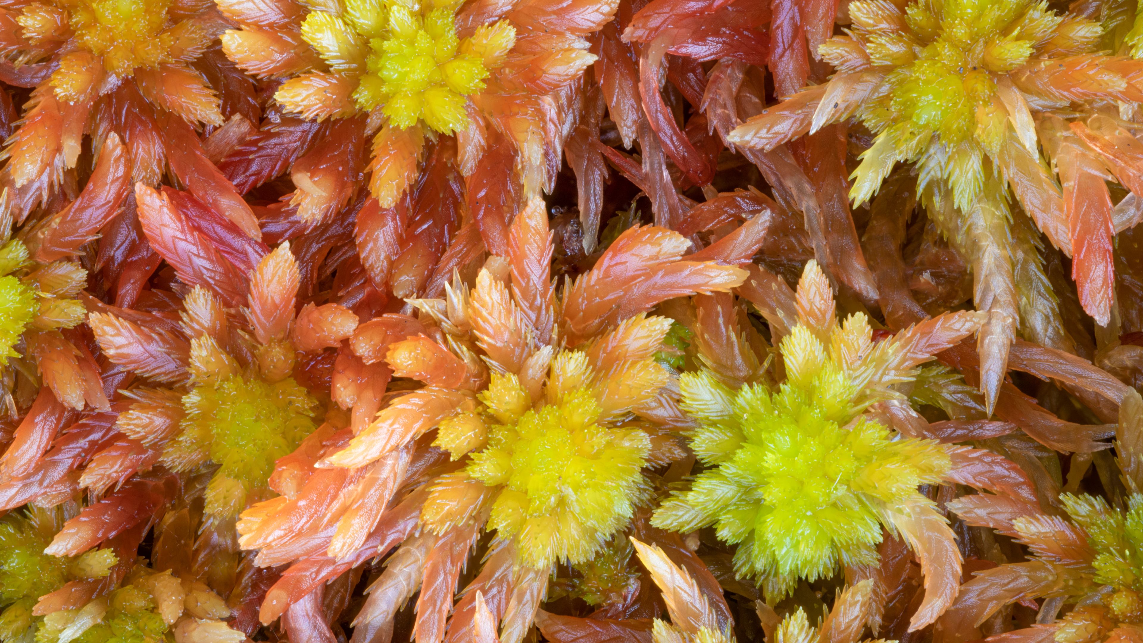 A close up of sphagnum moss