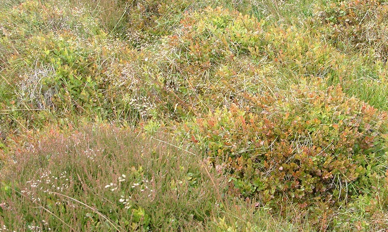 Heather planted into Bilberry