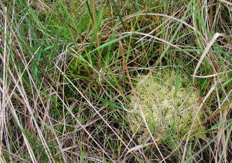 Diversification - Sphagnum Moss is then planted into the cut areas to create a more diverse community.