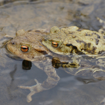 Image of two toads in a pond 