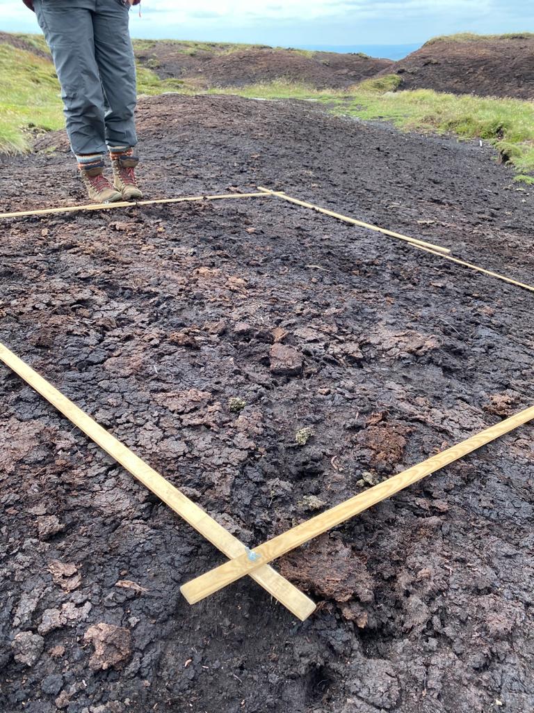 Bare peat control site - photo taken in 2020