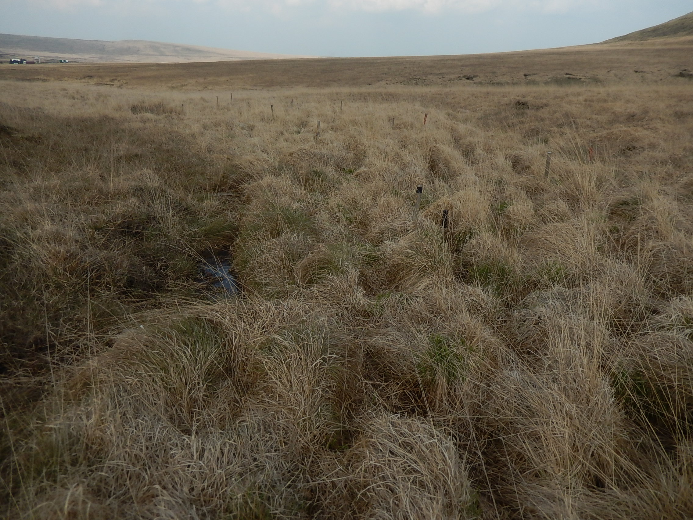 Molina-dominated blanket bog