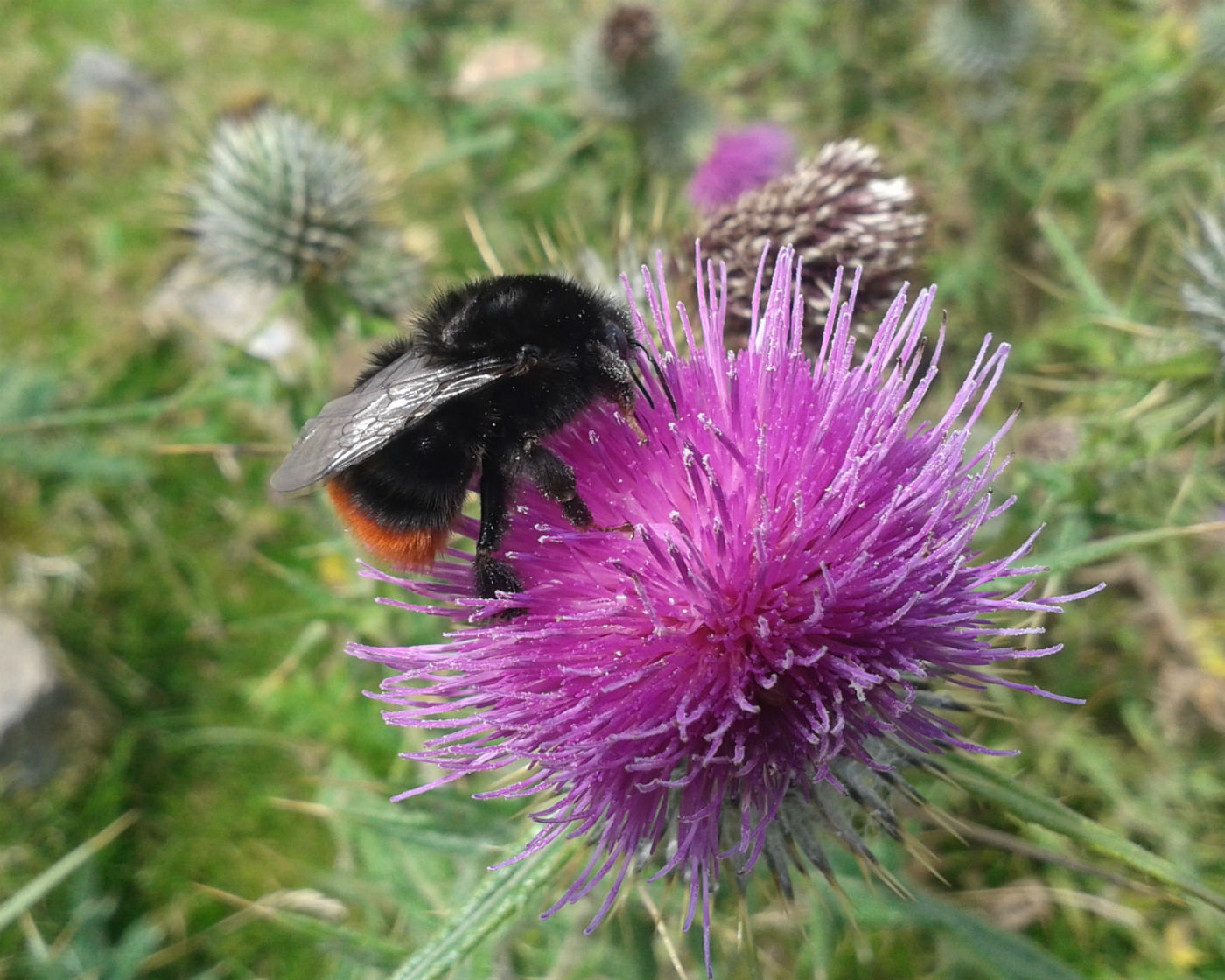Red Tailed Bumblebee on top of a flower