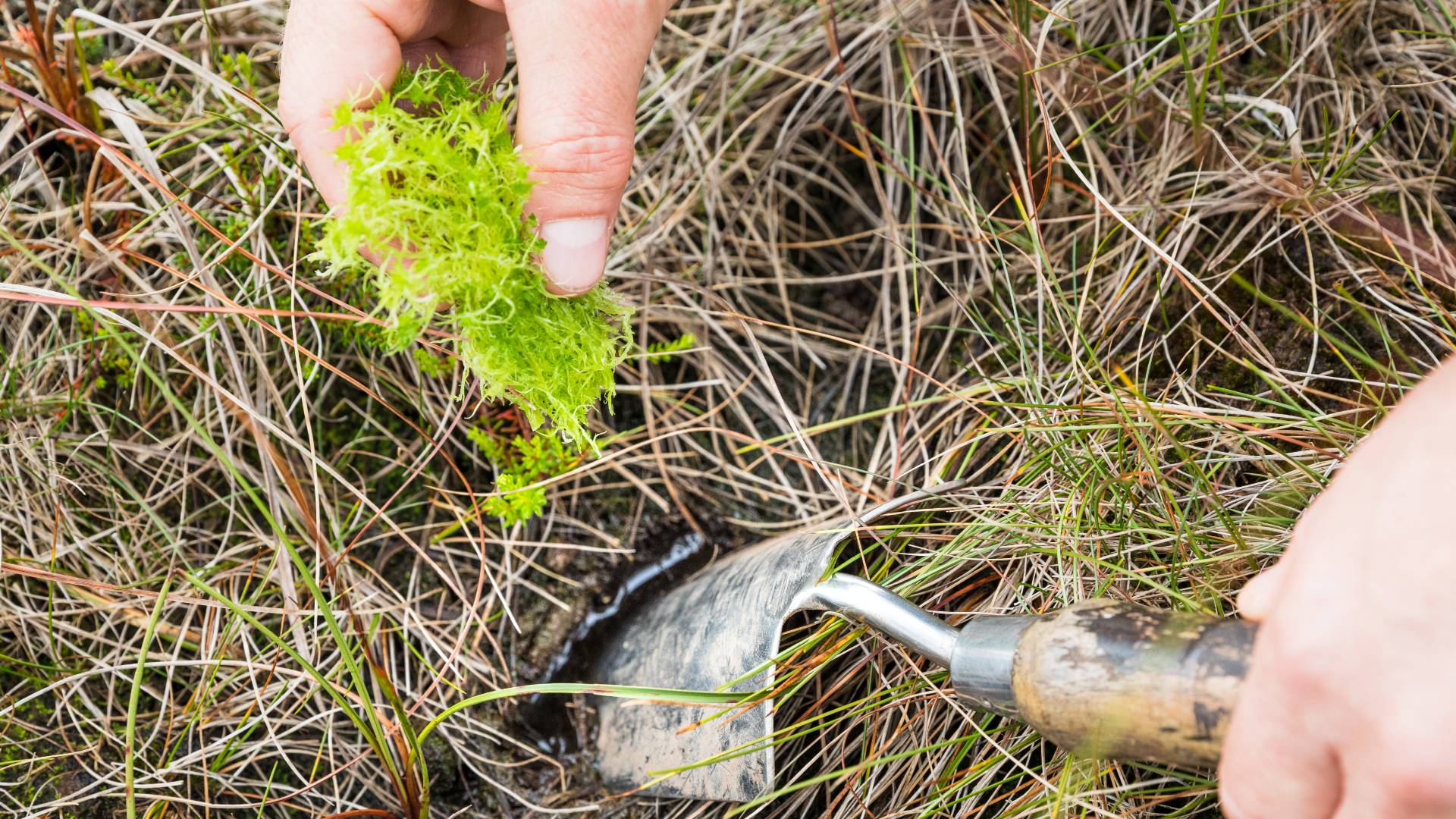 Planting sphagnum moss