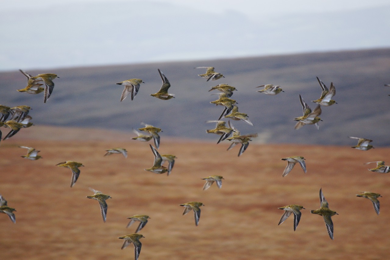 Golden Plover flying over moor