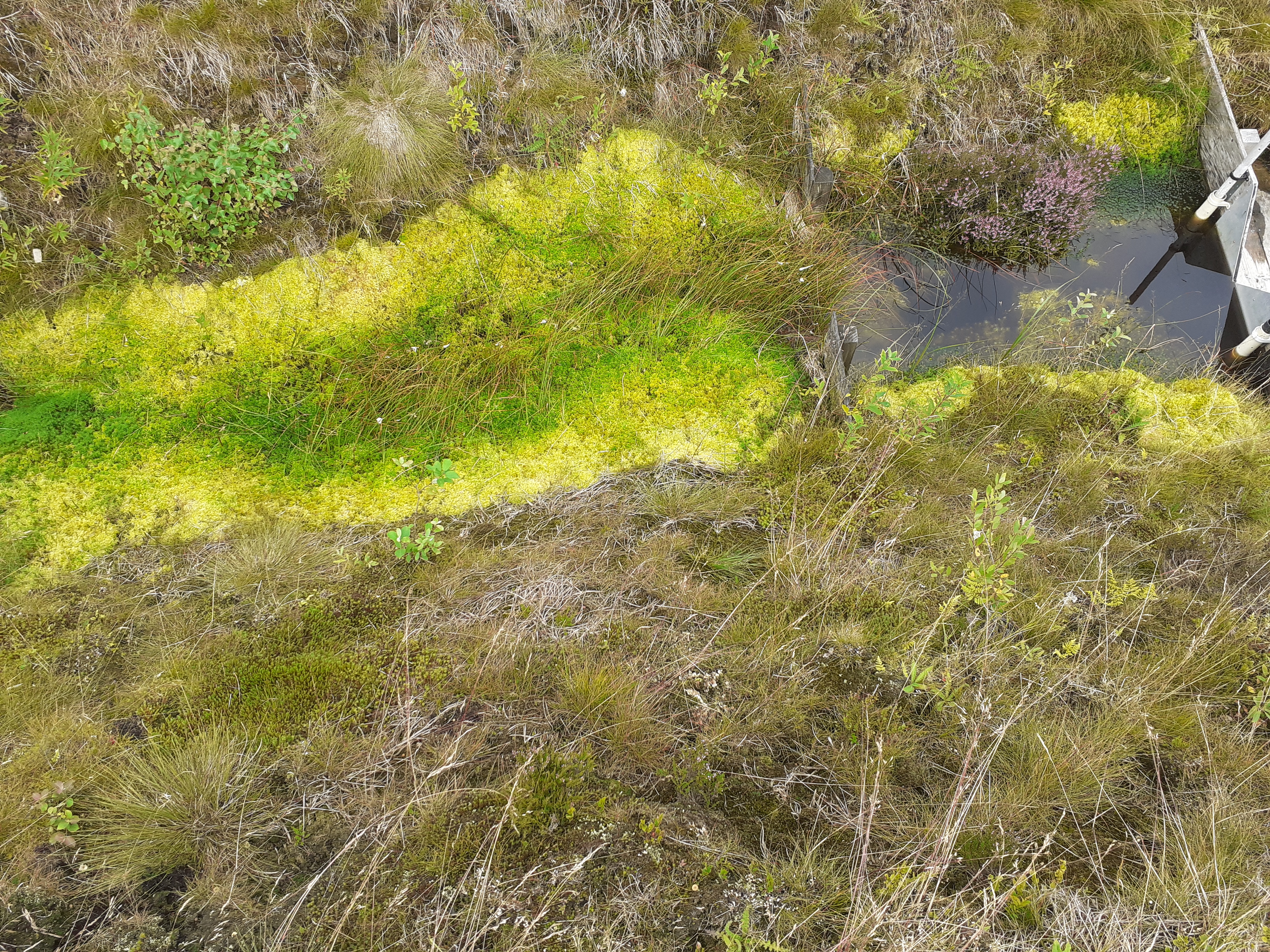Sphagnum growth at Nogson in 2021