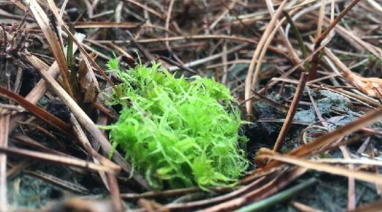 Sphagnum Moss Plug Plant