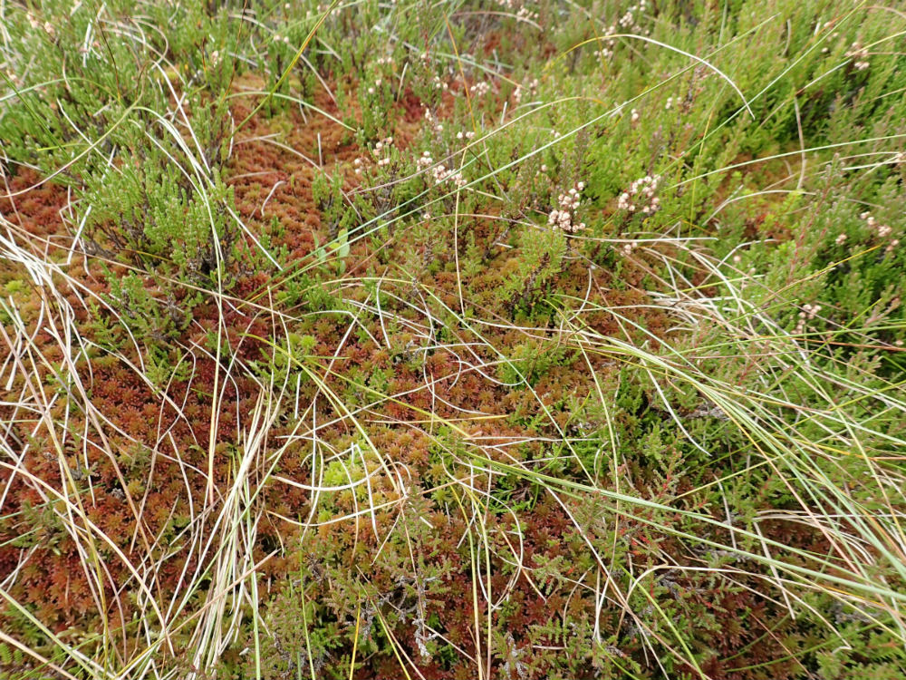 Sphagnum growing in balance with heather and cottongrass