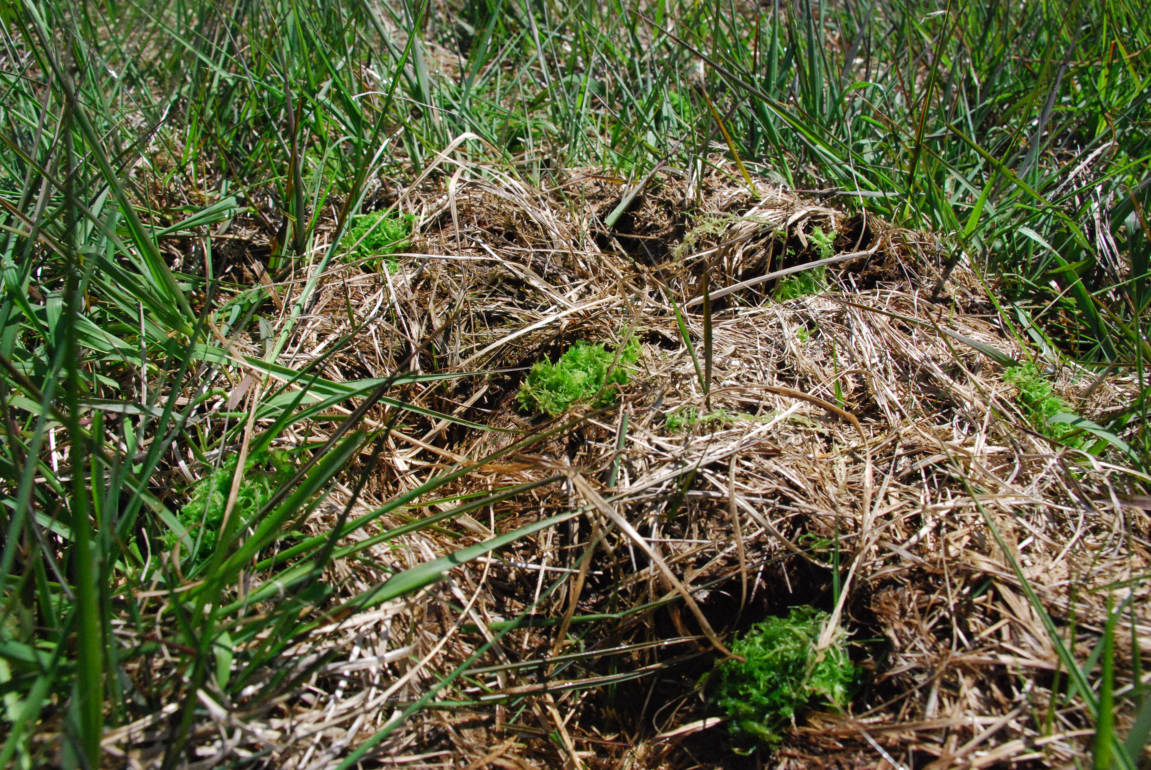 Sphagnum planted into Molinia-dominated blanket bog