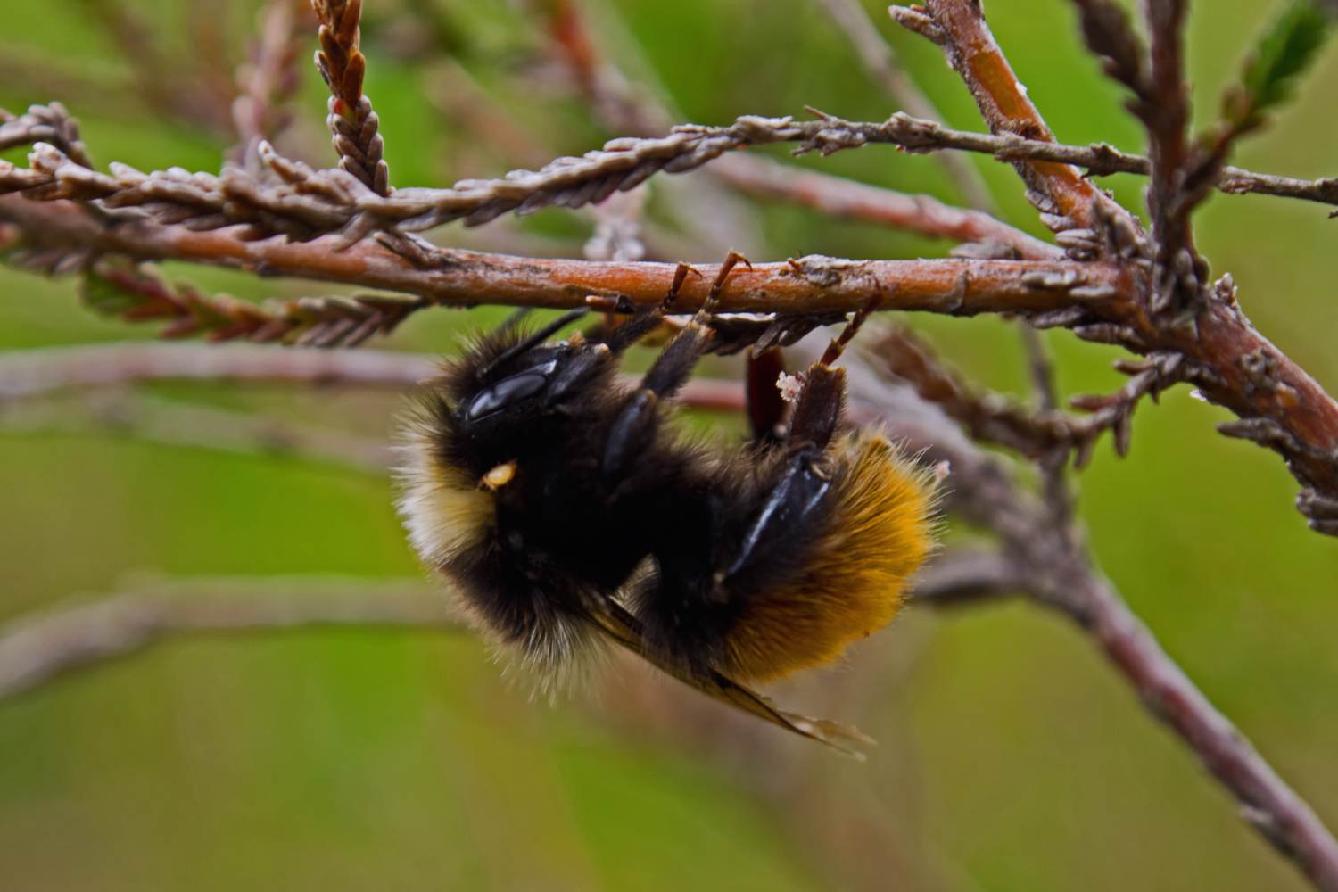 Bilberry Bumblebee